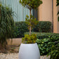 Cassia Fibre Planter