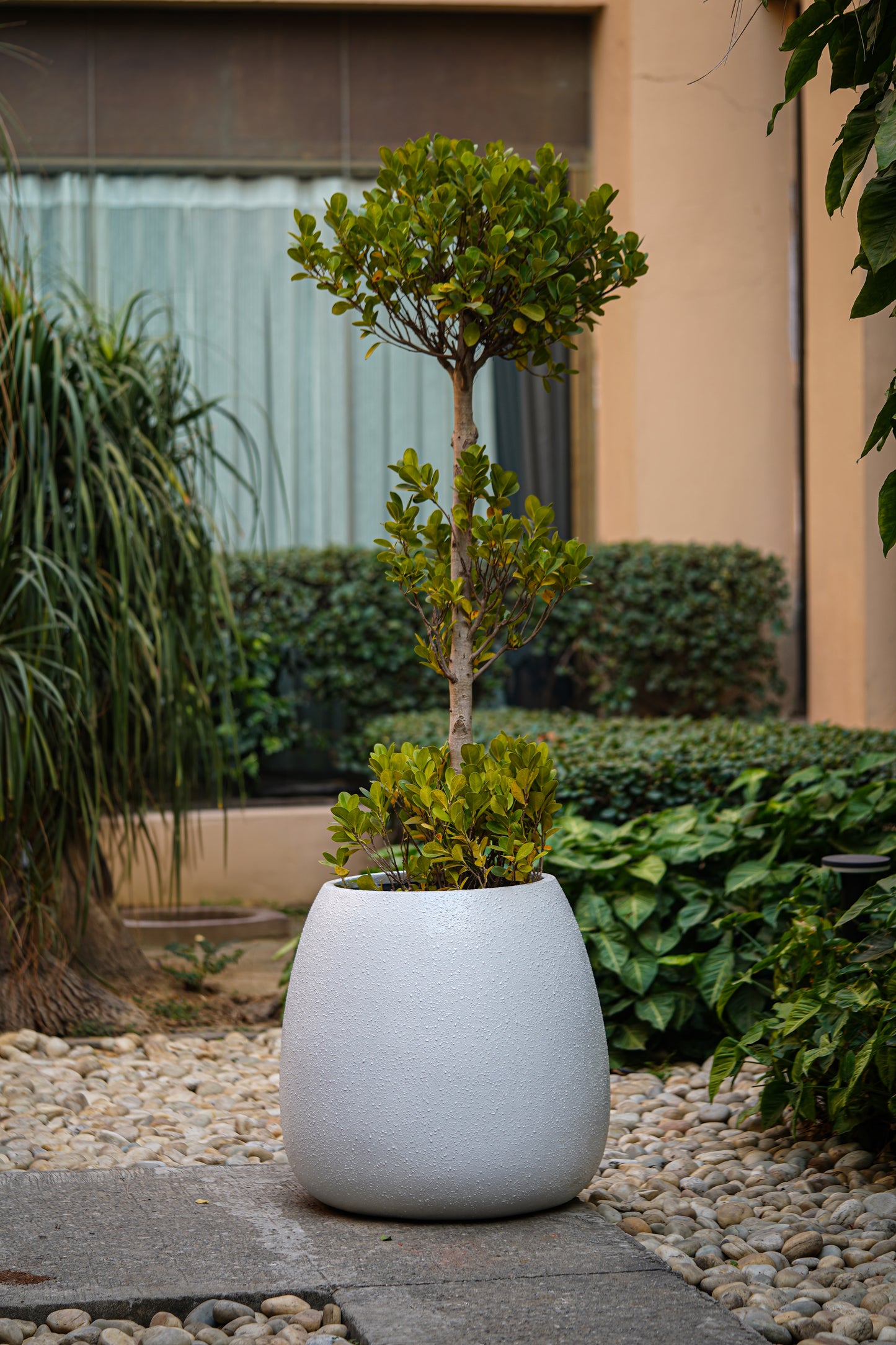 Cassia Fibre Planter