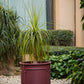 Ebony Fibre Planter